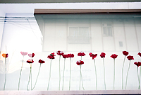 thumbnail of Emerging Artist Support Program 2006 - Flowers, or not? -
