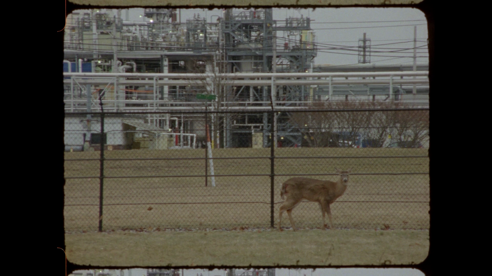 Image of Shobun BAILE